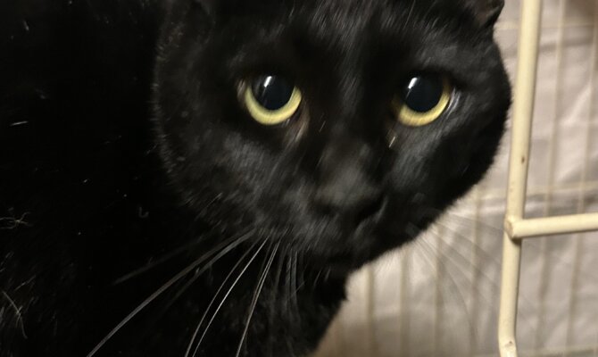 きすぎあいちゃんトライアルスタート🐈‍⬛