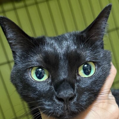 別府すみれ