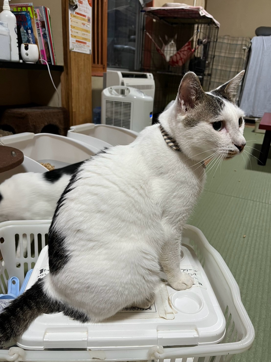 お茶の水】〜ダニー〜 | ネコリパブリック｜日本の猫の殺処分をゼロに！