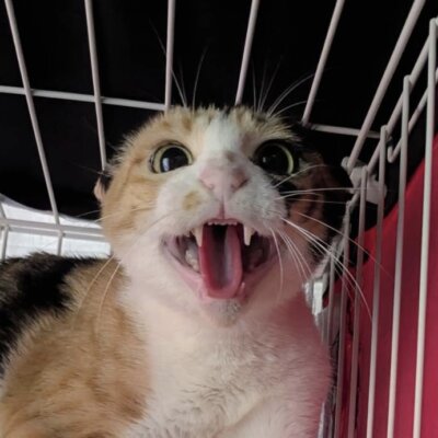じょろ【ちびびの森シェルター】