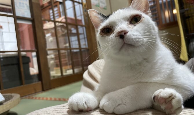 【お茶の水】〜ロキ〜