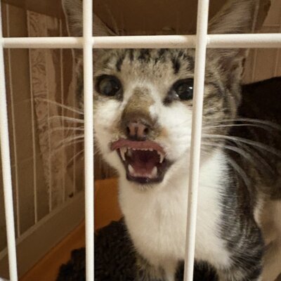 キュア【飛騨】