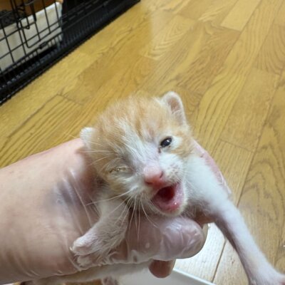 ワッフル【飛騨】