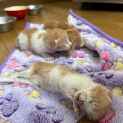 バウム【飛騨】