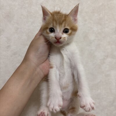シフォン【飛騨】