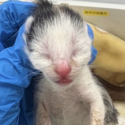はままつ【ちびびの森シェルター】