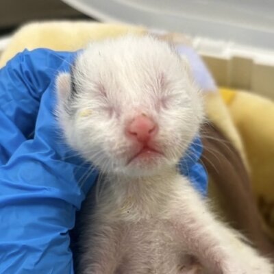 はねだ【ちびびの森シェルター】
