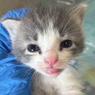 もりたま【ちびびの森シェルター】
