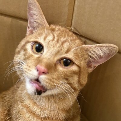 足田くん【ちびびの森シェルター】