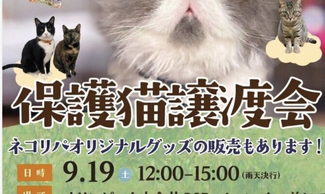 高円寺シェルターからとっておきの出会いをお届け！9月の保護猫譲渡会🌰🍄
