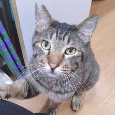 明石🍎【大阪ねこ浴場】