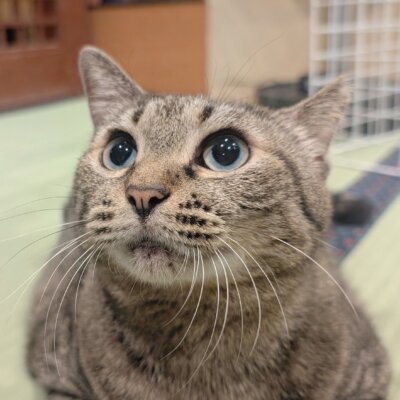 ブーサン【大阪ねこ浴場】