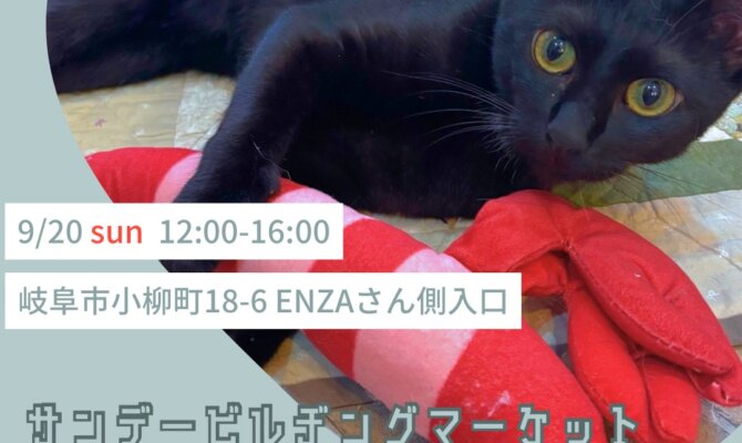 【岐阜・柳ヶ瀬】サンビルで、保護猫との運命の出会いが待っているかも？🐈