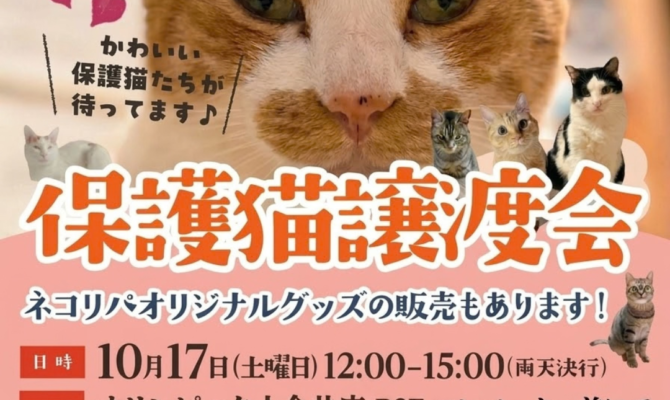 ​高円寺シェルターから、とっておきの出会いをお届け！10月の保護猫譲渡会🍇