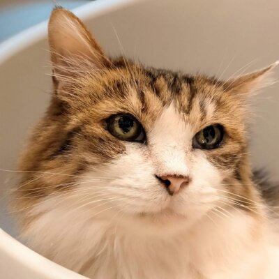 さくら【池袋】