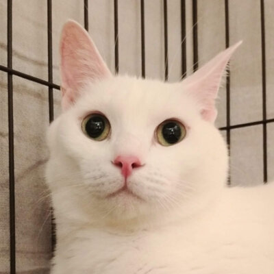 かい【池袋】