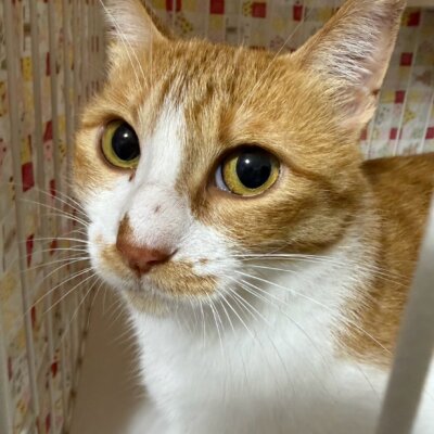 由布【ちびびの森シェルター】