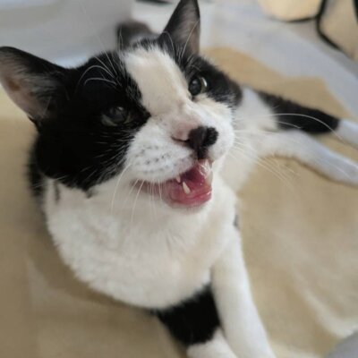 りんちゃん【ちびびの森シェルター】
