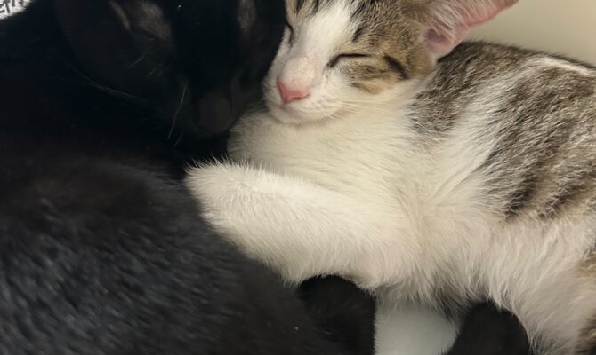 😺💕 【まるきび＆とうきび姉妹、トライアルに出発しました！】 💕 😺