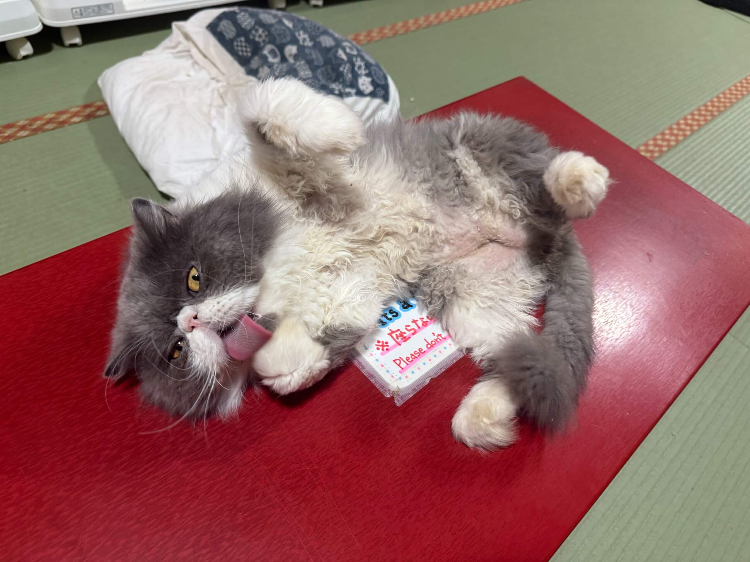 もりりんさん☆8月のお取り置き水のいきものと猫さん。 お茶の水】〜ガモン〜 | ネコリパブリック｜日本の猫の殺処分をゼロに！