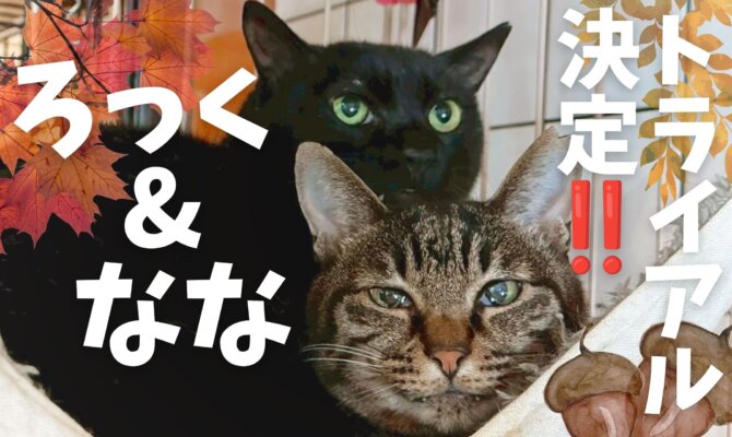 【大阪ねこ浴場】ついに！なな&ろっくのトライアル決定‼️🐈️🐈‍⬛